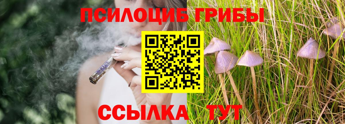 Галлюциногенные грибы Psilocybine cubensis Норильск
